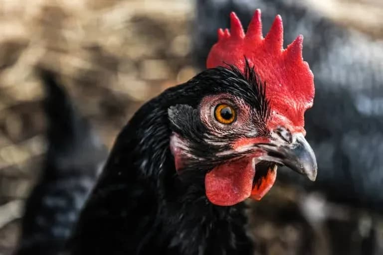 Fotoportree kanast