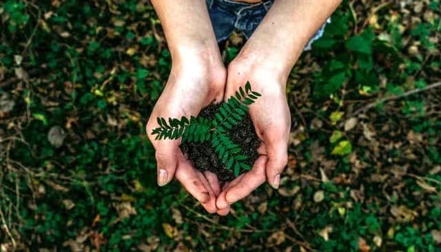Holding a plant